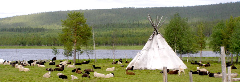 Refuge finlandais et moutons